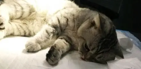 公猫两岁多了还能绝育吗？来get一下吧