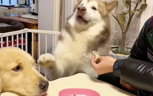 阿拉斯加拒绝主人的烤鸭，而是主动让给怀孕的金毛