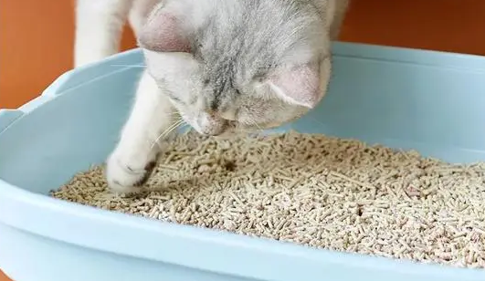 猫砂放多少量合适 猫砂放多少量合适