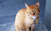 猫咪牵引绳要不要买