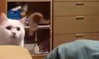 主人缝猫咪咬坏的玩具,猫咪在一旁监工,网友:这猫怕是精神分裂 主人缝猫咪咬坏的玩具,猫咪在一旁监工,网友:这猫怕是精神分裂