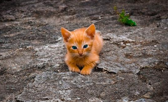 猫罐头怎么选?千万别让你的无知害了猫 猫罐头怎么选?千万别让你的无知害了猫