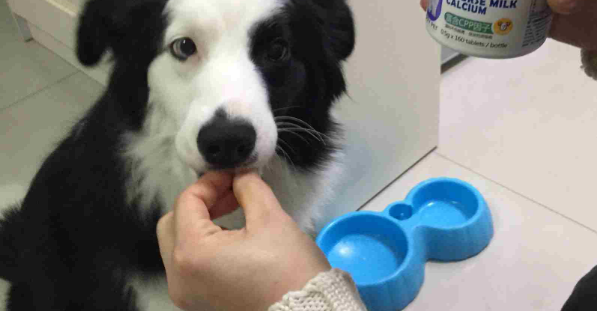 狗狗钙片怎么喂