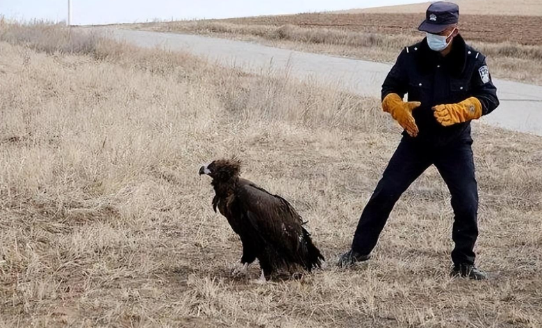 沈阳大哥救下中毒秃鹫,三次放生赖着不走 沈阳大哥救下中毒秃鹫,三次放生赖着不走