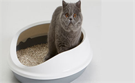 猫砂哪里有卖的