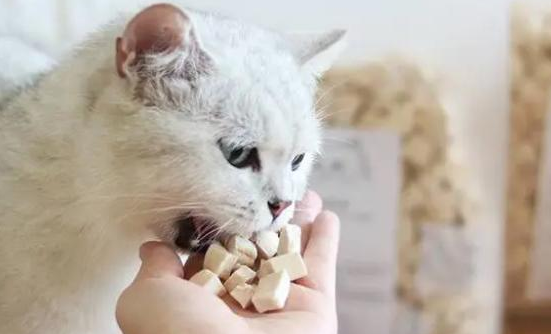 三个月小猫吃什么增肥？学起来