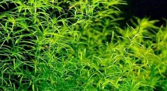 常见水草种类及图片 常见水草种类及图片
