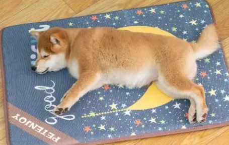 宠物冰垫怎么用 宠物冰垫怎么用