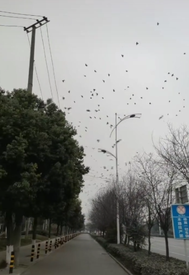 成都街头现“飞鸟撞树”现象，疑为灾害前兆？