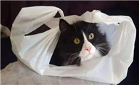 猫叫声吸引猫