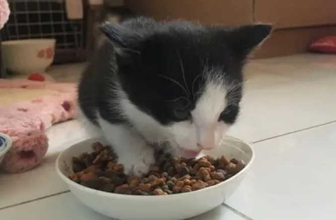 40g猫粮是多少粒