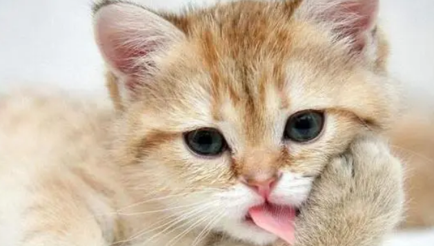 猫咪不爱吃猫草怎么办?给它们养成习惯需耐心,学会这些不用着急 猫咪不爱吃猫草怎么办?给它们养成习惯需耐心,学会这些不用着急