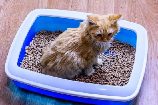 猫咪突然不去猫砂盆上厕所了?是什么原因? 猫咪突然不去猫砂盆上厕所了?是什么原因?