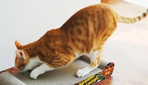 怎么让猫咪爱上猫抓板?做到这几点就能轻松解决! 怎么让猫咪爱上猫抓板?做到这几点就能轻松解决!