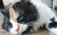 养猫的诡异禁忌
