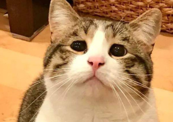 猫咪喜欢玩什么玩具