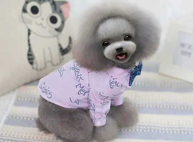 泰迪狗的衣服多少钱