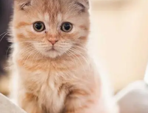布拉迪益生菌猫咪怎么吃?猫咪吃益生菌有什么作用 布拉迪益生菌猫咪怎么吃?猫咪吃益生菌有什么作用