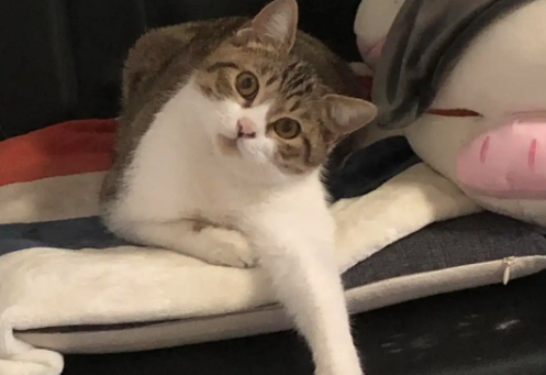 猫咪失格什么意思?感兴趣可以来看看! 猫咪失格什么意思?感兴趣可以来看看!