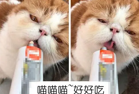 小猫猫胺跟营养膏能一起吃吗,猫胺膏和营养膏的区别 小猫猫胺跟营养膏能一起吃吗,猫胺膏和营养膏的区别