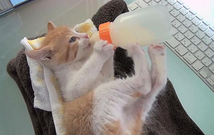 小猫的奶瓶去哪里买 小猫的奶瓶去哪里买