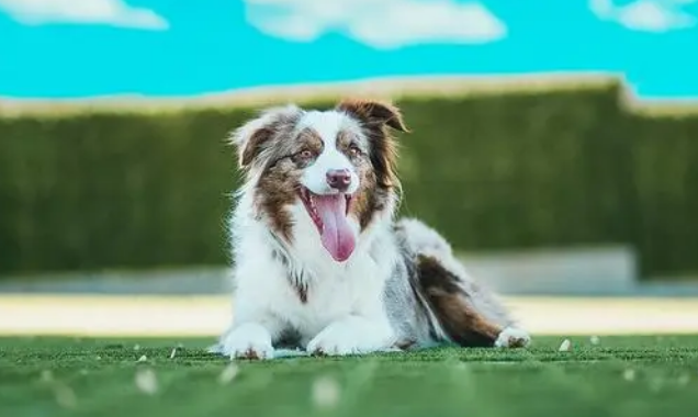 牧羊犬特别喜欢自己的玩具，看到玩具被洗后，反应太有趣