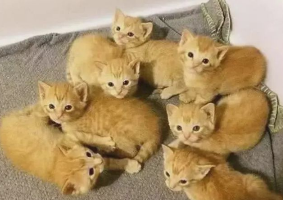肥橘猫生下小橘猫后,主人表示心塞 肥橘猫生下小橘猫后,主人表示心塞