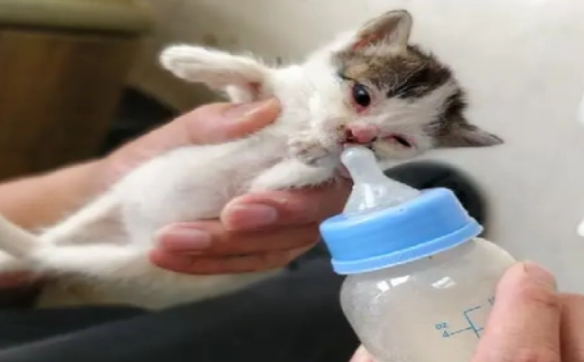 简易小猫奶瓶制作方法 简易小猫奶瓶制作方法