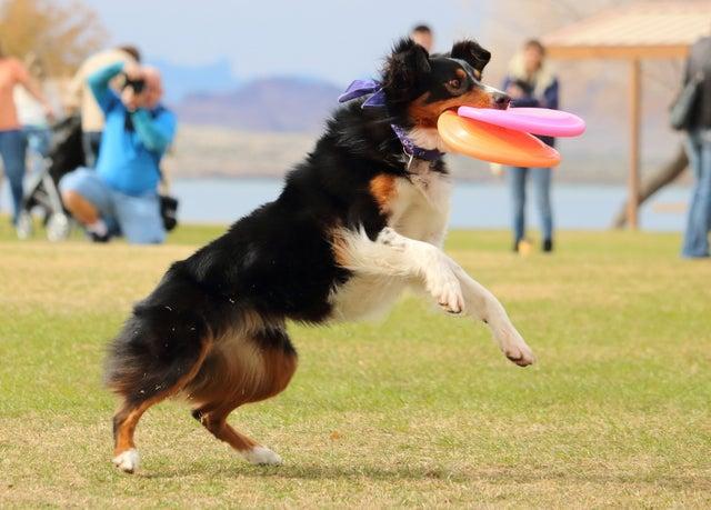 如何训练狗捡飞盘 如何训练狗捡飞盘