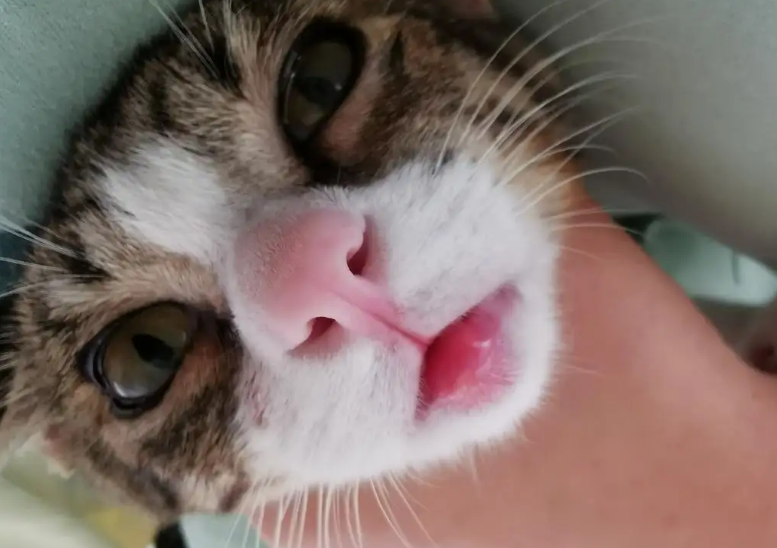 猫咪嘴肿了是什么原因？快来了解一下吧~