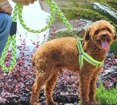 小型犬适合什么样的牵引绳