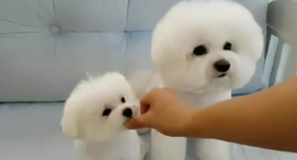 趣味养宠：微量元素狗狗吃几颗 狗狗一次要吃几颗微量元素