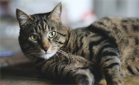 养猫家庭的驱蚊措施怎么做才好?