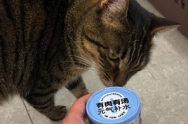 猫罐头有营养吗