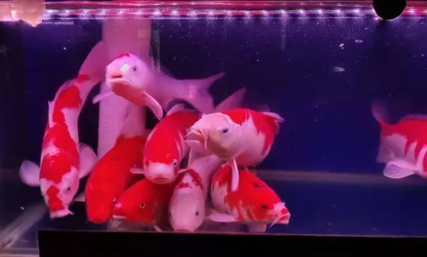 既想给鱼缸增氧,又想减少水流和气泡噪音,可以两全其美吗? 既想给鱼缸增氧,又想减少水流和气泡噪音,可以两全其美吗?