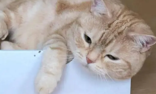 如何判断猫藓快好了？不必过于担心