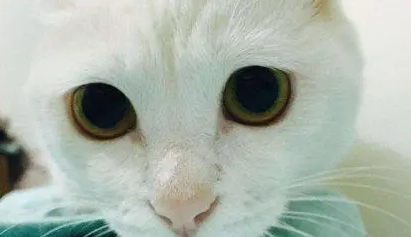 猫咪眼珠子变圆是怎么回事？本文有答案！