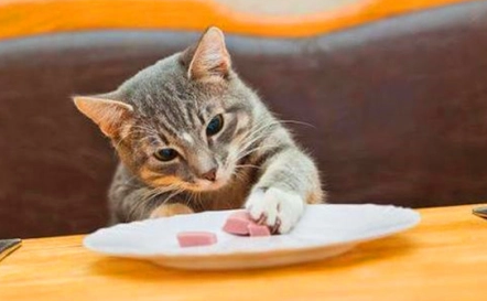 猫咪喜欢吃什么零食