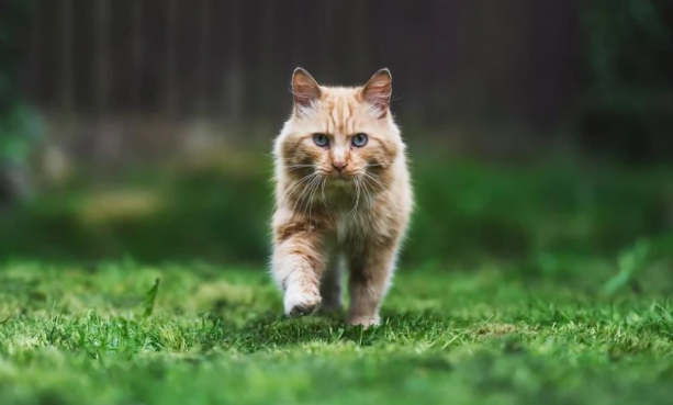 猫草片是什么?猫草片和化毛球片效果一样吗? 猫草片是什么?猫草片和化毛球片效果一样吗?