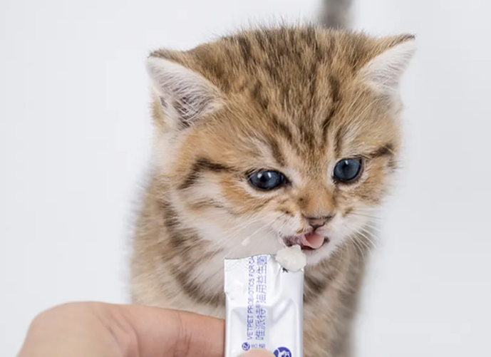 猫咪吃的益生菌