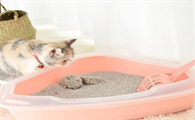 换猫砂怎么过渡？猫砂的作用是什么？
