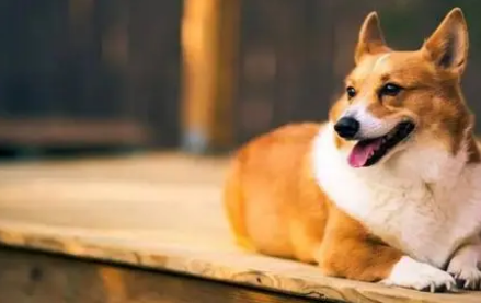 狗狗或猫咪的体外驱虫滴多了会有影响吗？