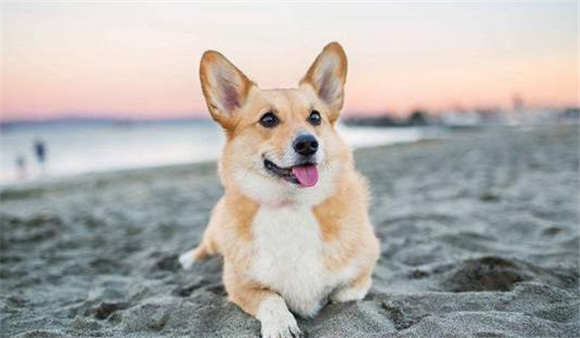柯基犬怎么养好?答案在这里 柯基犬怎么养好?答案在这里