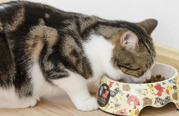买什么样的猫粮比较好