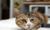 猫咪吃猫条有没有用?仅仅是让猫快乐?猫条还有两点额外的好处