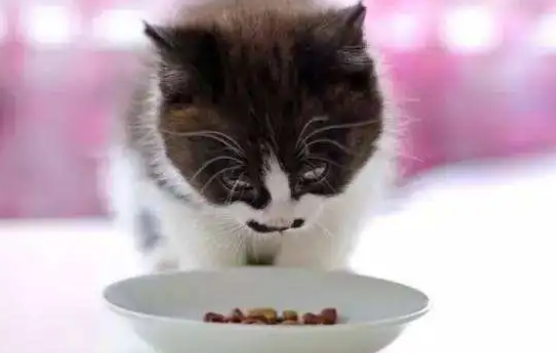 猫罐头可以拌猫粮喂吗