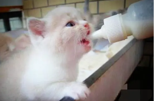 猫咪奶粉多少钱 猫咪奶粉多少钱