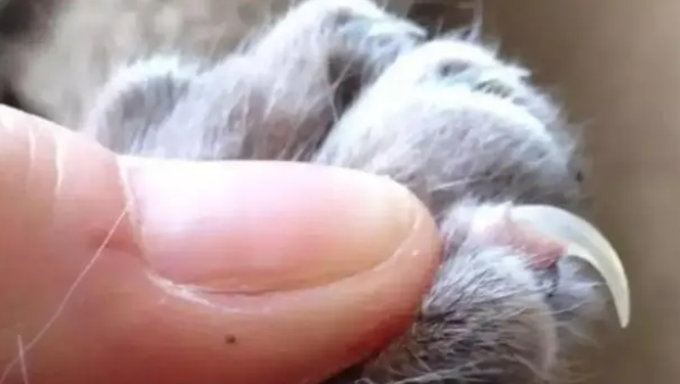 猫的爪子可以剪吗?给猫咪剪指甲要注意什么 猫的爪子可以剪吗?给猫咪剪指甲要注意什么
