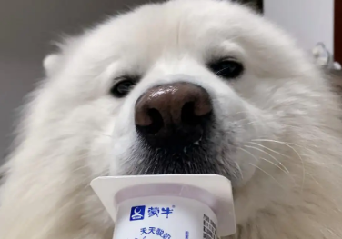 酸奶狗可以喝吗