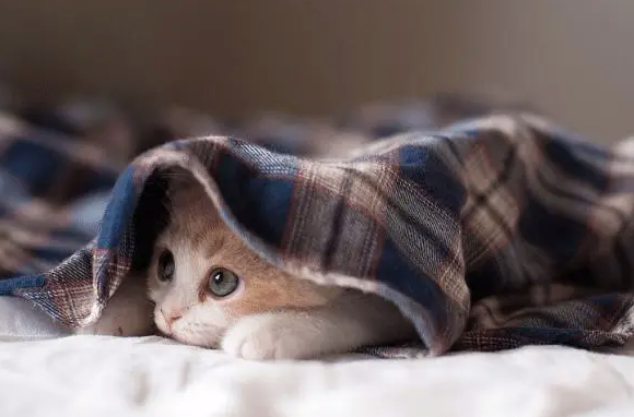 饲养宠物猫咪，猫抓板如何选择，猫咪才会喜欢？